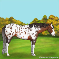 Horse Color:Brown Splash Appaloosa 