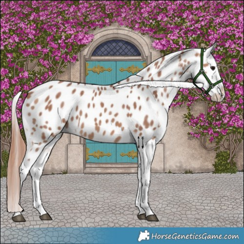 Horse Color:Chocolate Brown Dun Splash Appaloosa Brindle 