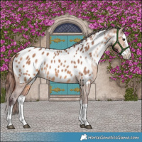 Horse Color:Chocolate Brown Dun Splash Appaloosa Brindle