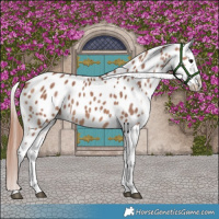 Horse Color:Chocolate Brown Dun Splash Near Leopard Brindle 