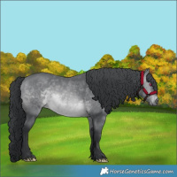 Horse Color:Brown Chinchilla 