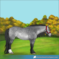Horse Color:Bay Chinchilla 