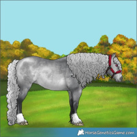 Horse Color:Silver Bay Chinchilla 