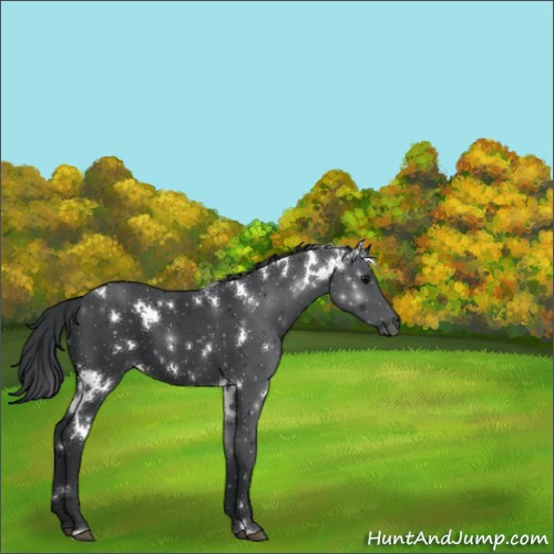 Horse Color:ERROR: UNKNOWN ANOMALY