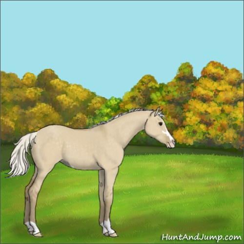 Horse Color:Silver Smoky Grullo Sabino 