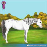 Horse Color:Blue Roan Splash Leopard Rabicano 