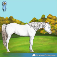 Horse Color:Bay Roan Splash Appaloosa Rabicano