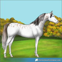 Horse Color:Bay Roan Splash Leopard Rabicano 