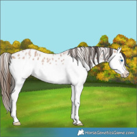 Horse Color:Bay Roan Splash Appaloosa Rabicano 