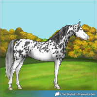 Horse Color:Black Splash Appaloosa Rabicano 