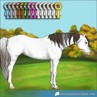 Horse Color:Bay Roan Splash Appaloosa Rabicano 