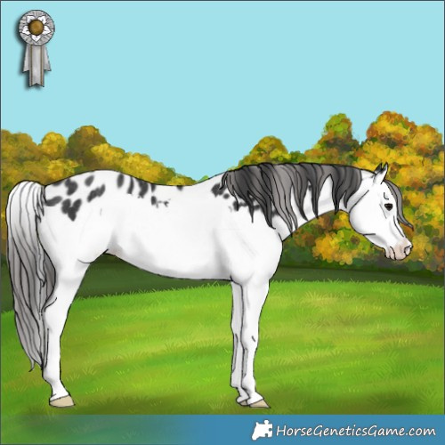 Horse Color:Black Splash Appaloosa Rabicano