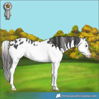 Horse Color:Black Splash Appaloosa Rabicano 