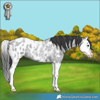 Horse Color:Blue Roan Splash Near Leopard 