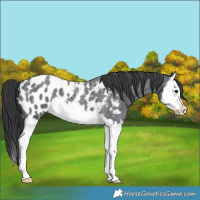 Horse Color:Blue Roan Splash Appaloosa 