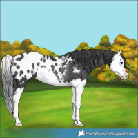Horse Color:Black Splash Appaloosa Rabicano 