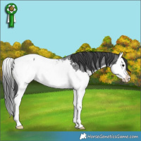 Horse Color:Blue Roan Splash Near Fewspot 