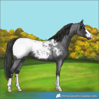 Horse Color:Blue Roan Near Fewspot 