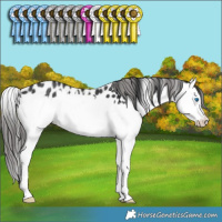 Horse Color:Black Splash Appaloosa Rabicano 
