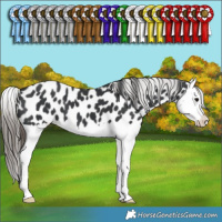 Horse Color:Black Splash Appaloosa