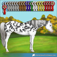 Horse Color:Black Splash Leopard 
