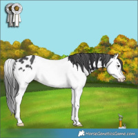 Horse Color:Black Splash Appaloosa Rabicano 