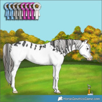 Horse Color:Black Splash Appaloosa Rabicano