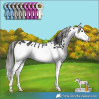 Horse Color:Black Splash Appaloosa Rabicano 