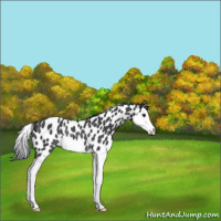 Horse Color:Black Splash Appaloosa Rabicano 