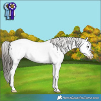 Horse Color:Black Splash Near Fewspot 