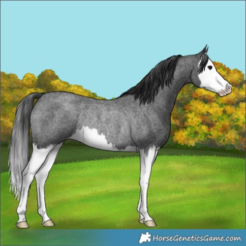 Horse Color:Blue Roan Splash Rabicano 