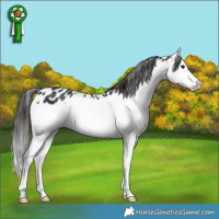 Horse Color:Black Splash Appaloosa 