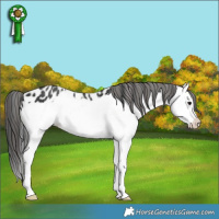 Horse Color:Black Splash Appaloosa 