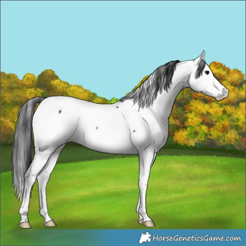 Horse Color:Black Appaloosa 