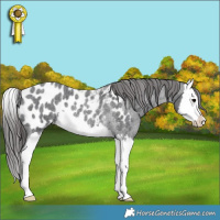 Horse Color:Blue Roan Splash Appaloosa Rabicano