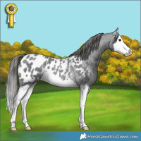Horse Color:Blue Roan Splash Appaloosa Rabicano