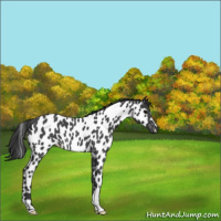 Horse Color:Blue Roan Leopard 