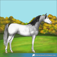 Horse Color:Blue Roan Splash Near Fewspot Rabicano 