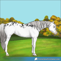 Horse Color:Black Splash Appaloosa Rabicano 
