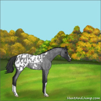Horse Color:Blue Roan Near Leopard 