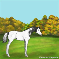 Horse Color:Black Splash Appaloosa Rabicano 