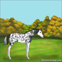 Horse Color:Black Splash Appaloosa Rabicano 