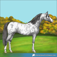 Horse Color:Blue Roan Appaloosa Rabicano 