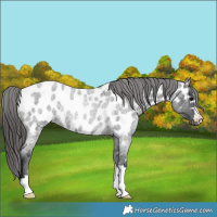 Horse Color:Blue Roan Appaloosa Rabicano 