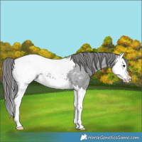 Horse Color:Blue Roan Splash Appaloosa