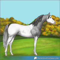 Horse Color:Blue Roan Splash Near Fewspot 