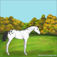 Horse Color:Blue Roan Splash Leopard 