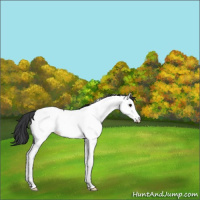 Horse Color:Black Splash Fewspot Rabicano 