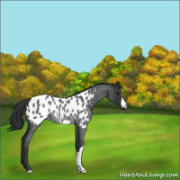Horse Color:Blue Roan Near Leopard Rabicano 