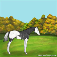 Horse Color:Black Splash Appaloosa Rabicano 